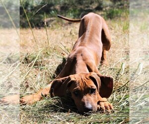 Rhodesian Ridgeback Puppy for sale in HOLDEN, MO, USA