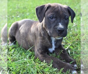 Cane Corso-Labrador Retriever Mix Puppy for sale in CHARLOTT HALL, MD, USA