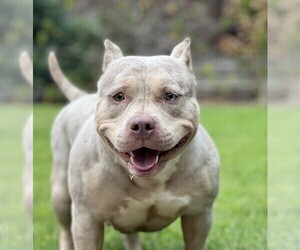 Mother of the American Bully puppies born on 10/19/2023