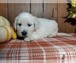 Small Photo #1 English Cream Golden Retriever Puppy For Sale in PEYTON, CO, USA