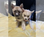 Small #60 Pomsky