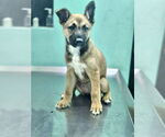 Small #2 Mutt