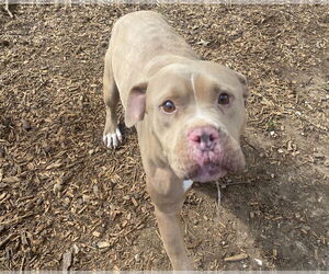 American Pit Bull Terrier Dogs for adoption in Sparta, TN, USA