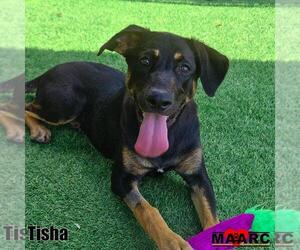 German Shepherd Dog Dogs for adoption in Maryville, TN, USA