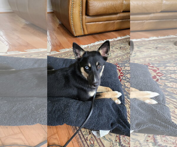 Medium Photo #2 German Shepherd Dog-Unknown Mix Puppy For Sale in Centreville, VA, USA