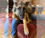 Puppy Buddy German Shepherd Dog