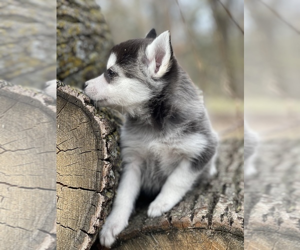Medium Photo #5 Alaskan Klee Kai-Pomsky Mix Puppy For Sale in STAPLES, MN, USA