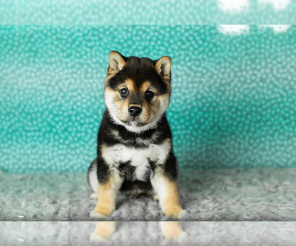 Medium Photo #2 Shiba Inu Puppy For Sale in MILLERSBURG, IN, USA