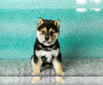 Small #1 Shiba Inu