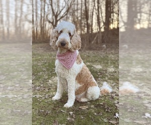 Mother of the Goldendoodle puppies born on 04/08/2025