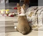 Small #3 Pembroke Welsh Corgi