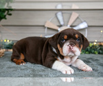 Small #2 Beabull