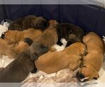 Small Photo #13 American Pit Bull Terrier-Unknown Mix Puppy For Sale in Derwood, MD, USA