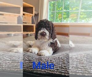 Poodle (Standard) Puppy for sale in MCCORDSVILLE, IN, USA