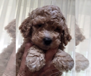 Goldendoodle (Miniature) Puppy for Sale in PINE MOUNTAIN, Georgia USA