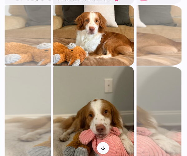 Medium Photo #2 Brittany-Colonial Cocker Spaniel Mix Puppy For Sale in Curwensville, PA, USA