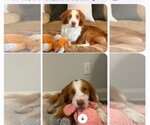 Small Photo #2 Brittany-Colonial Cocker Spaniel Mix Puppy For Sale in Curwensville, PA, USA