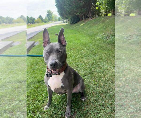 Medium Photo #3 Mutt Puppy For Sale in Front Royal, VA, USA