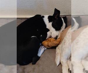 American Staffordshire Terrier-Unknown Mix Dogs for adoption in San Antonio, TX, USA