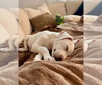Small #2 Labrador Retriever Mix