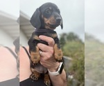 Puppy Puppy 5 Dachshund