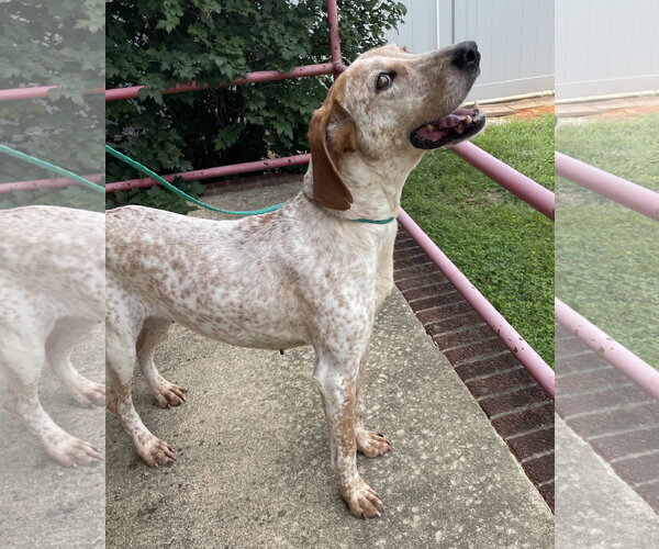 Medium Photo #2 Coonhound Puppy For Sale in Raleigh, NC, USA
