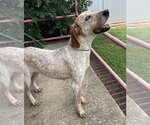Small #1 Coonhound