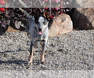 Australian Cattle Dog Puppy for sale in SHILOH, OH, USA