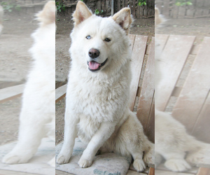 Father of the Samoyed-Siberian Husky Mix puppies born on 01/21/2023