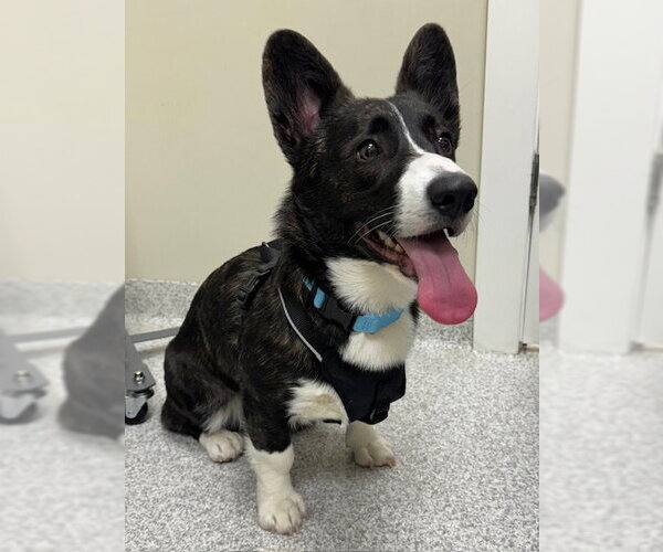 Medium Photo #2 Mutt Puppy For Sale in Lancaster, PA, USA