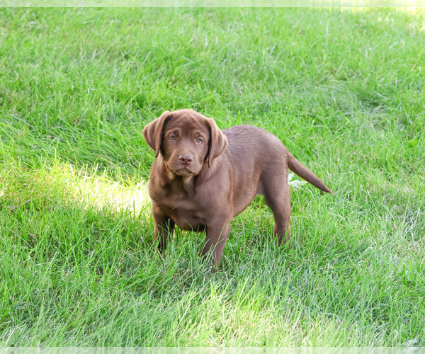 Medium Photo #3 Labrador Retriever Puppy For Sale in SYRACUSE, IN, USA