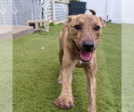 Small #3 Mountain Cur Mix