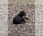 Small #18 Airedale Terrier