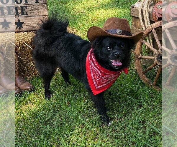 Medium Photo #3 Tibetan Spaniel Puppy For Sale in Yardley, PA, USA
