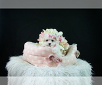 Small #2 Maltese