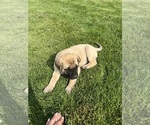 Small #1 Mastiff