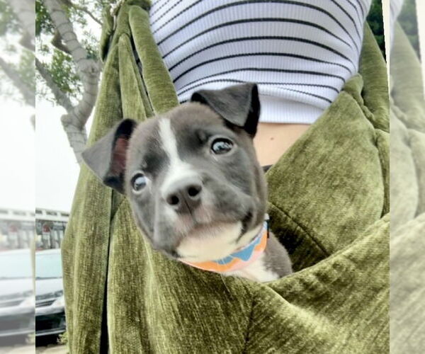 Medium Photo #4 American Staffordshire Terrier-Unknown Mix Puppy For Sale in San Juan Capistrano, CA, USA