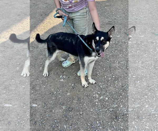 Medium Photo #16 Huskies -Unknown Mix Puppy For Sale in Minneapolis, MN, USA