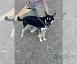 Small #15 Huskies  Mix