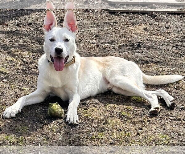 Medium Photo #12 Huskies -Labrador Retriever Mix Puppy For Sale in Brooklyn Center, MN, USA