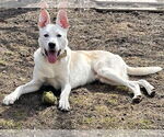 Small #11 Huskies -Labrador Retriever Mix