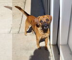 Small #1 Boxer-Mountain Cur Mix
