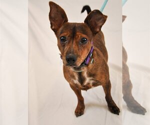 Dachshund-Unknown Mix Dogs for adoption in Princeton, MN, USA