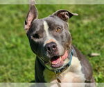 Small #4 American Pit Bull Terrier-American Staffordshire Terrier Mix