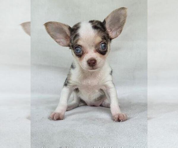 Medium Photo #14 Chihuahua Puppy For Sale in NEW YORK, NY, USA