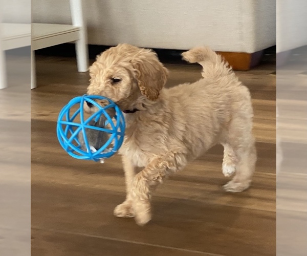 Medium Photo #1 Poodle (Standard) Puppy For Sale in NORTHPORT, AL, USA