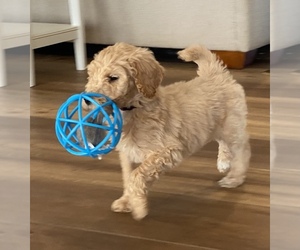Poodle (Standard) Puppy for sale in NORTHPORT, AL, USA