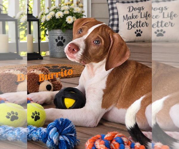 Medium Photo #2 American Pit Bull Terrier Puppy For Sale in Southbury, CT, USA