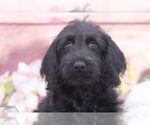 Small Photo #2 Labrador Retriever Puppy For Sale in MARIETTA, GA, USA