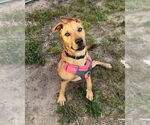 Small #6 German Shepherd Dog Mix